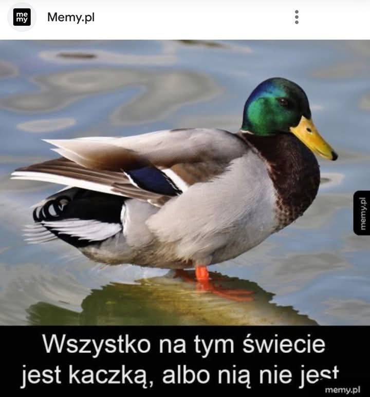 Grażyna Miziuła Gracja (@gmiziula) on Twitter photo 