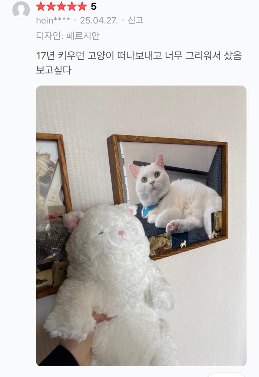 서점에서 봤던 고양이 인형. 촉감과 무게가 자꾸 생각나서 데려왔다. 구매평을 보고 인형이 인간에게 주는 위로가 있는 것 같다는 생각이 들었다. 나도 어쩐지 인형을 꼭 안고 있다…