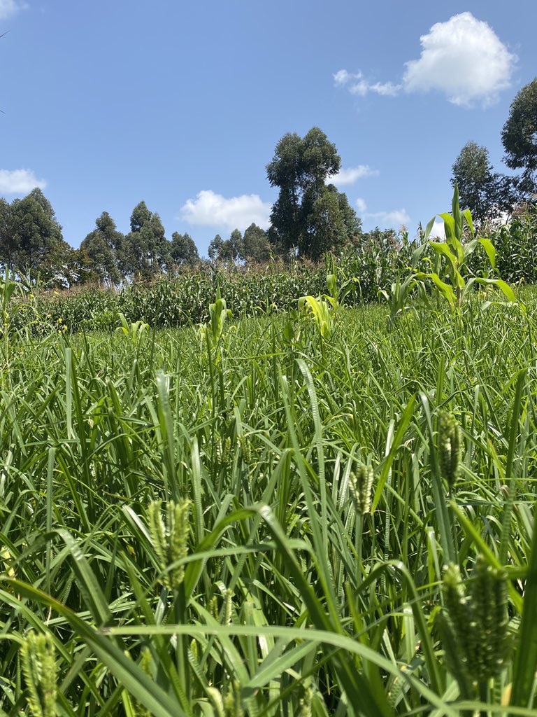 Ushago Wimbi  Wimbi...