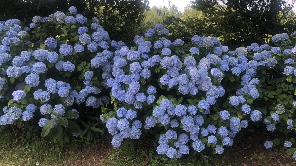 onigirisiru's tweet image. 6월의 제주 여행 타래 🌿