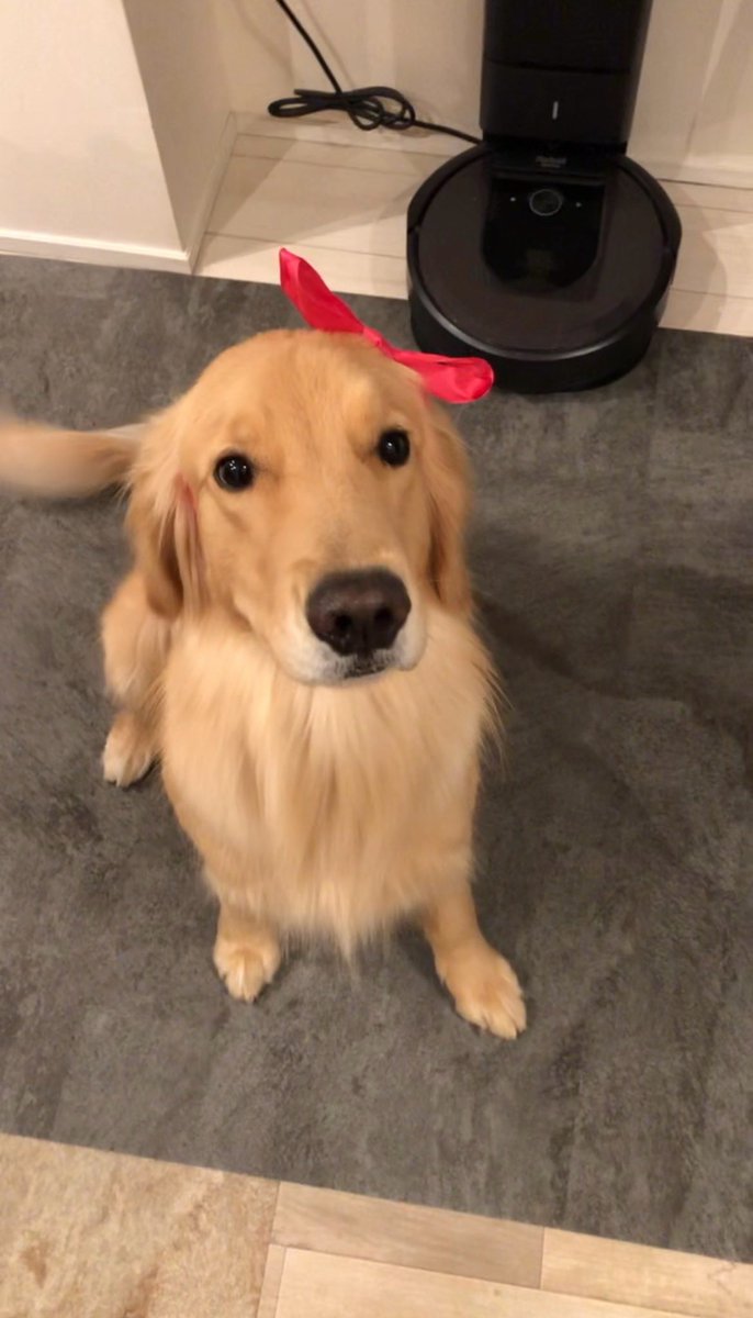 リボン姿のゆず