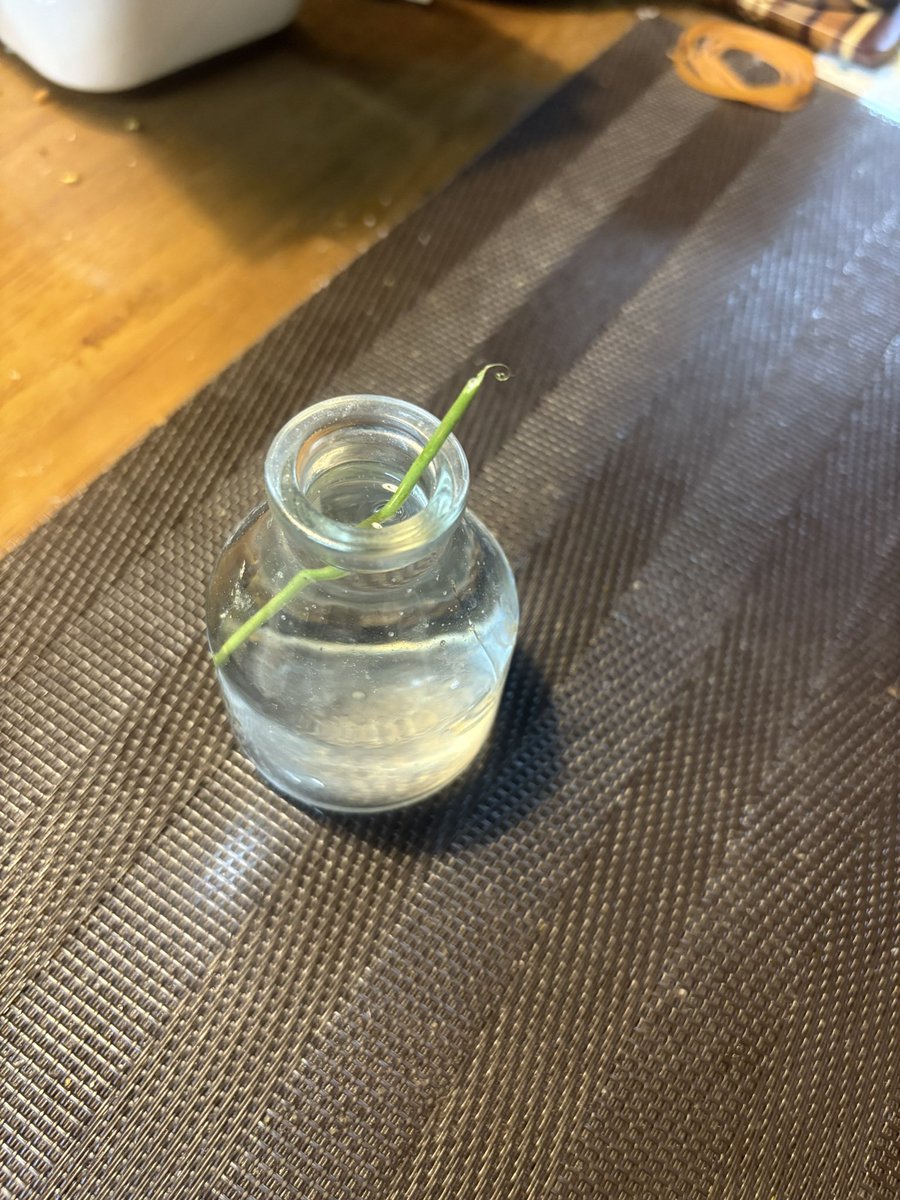 jsmin_2's tweet image. 我が家ではジャスミンのおやつという名のクローバー🍀を育てておりますが、先日5つ葉を母が見つけて飾っていたんですよ。皆にたくさんの幸せが訪れますように、と。食卓に。
…喰われました🐭
#チンチラ #chinchilla