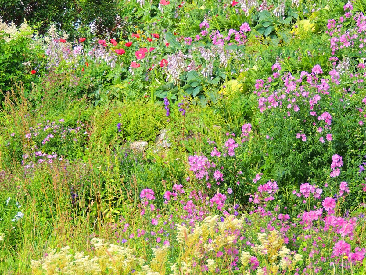 Most of our flowers are all wild flowers from this area that we dug up and planted here after we built the house. They do very well every year and require absolutely no maintenance. They simply grow and do their own thing.