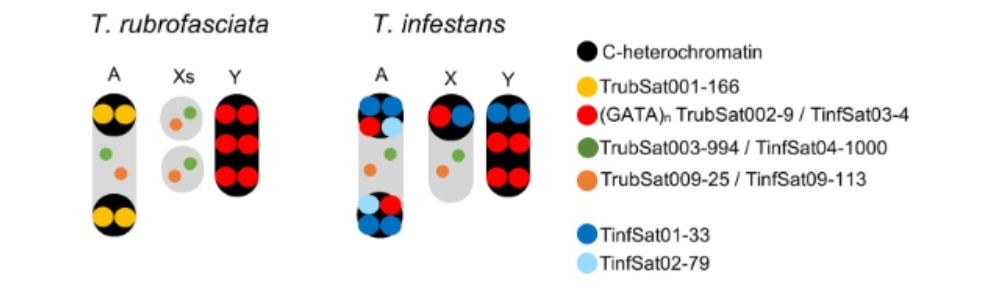 Pablo Mora Ruiz (@_pablomora_) on Twitter photo Good news today! Milestone achieved! Number 40th already published! Such a great work, adding a new puzzle piece in Triatominae satDNAs evolution.
<a href="/Sebastian_Pita_/">Sebastián Pita</a>
<a href="/Josema2019/">sema☣️</a>
<a href="/PedroPlorite/">Pedro Lorite</a>
<a href="/CitoJaenOmica/">citojaenomica</a>
resjournals.onlinelibrary.wiley.com/doi/epdf/10.11… Good news today! Milestone achieved! Number 40th already published! Such a great work, adding a new puzzle piece in Triatominae satDNAs evolution.
<a href="/Sebastian_Pita_/">Sebastián Pita</a>
<a href="/Josema2019/">sema☣️</a>
<a href="/PedroPlorite/">Pedro Lorite</a>
<a href="/CitoJaenOmica/">citojaenomica</a>
resjournals.onlinelibrary.wiley.com/doi/epdf/10.11…