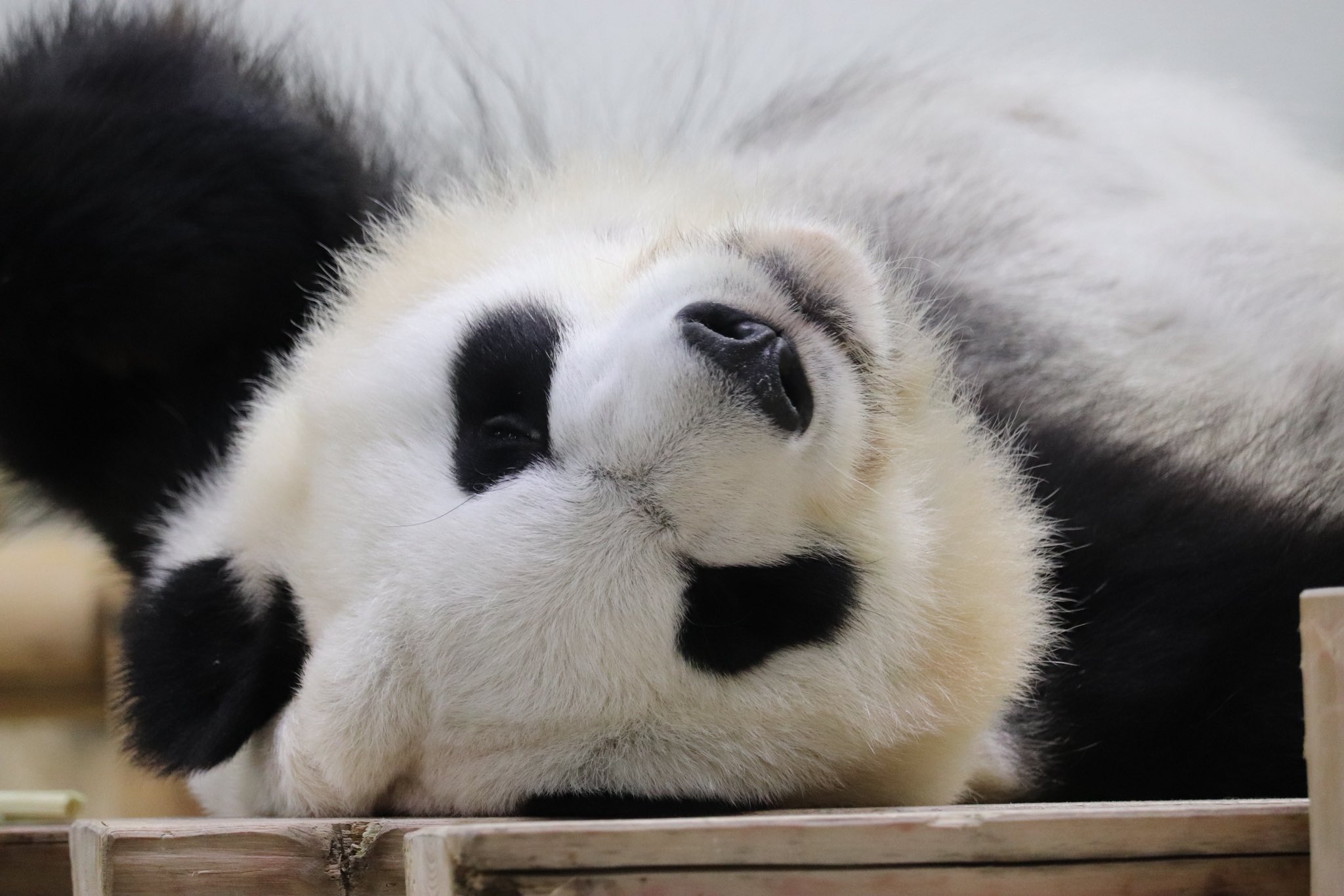 パンダページ Amazon.co.jp: Overglad パンダコパンダ 4色ボールペン&シャープ