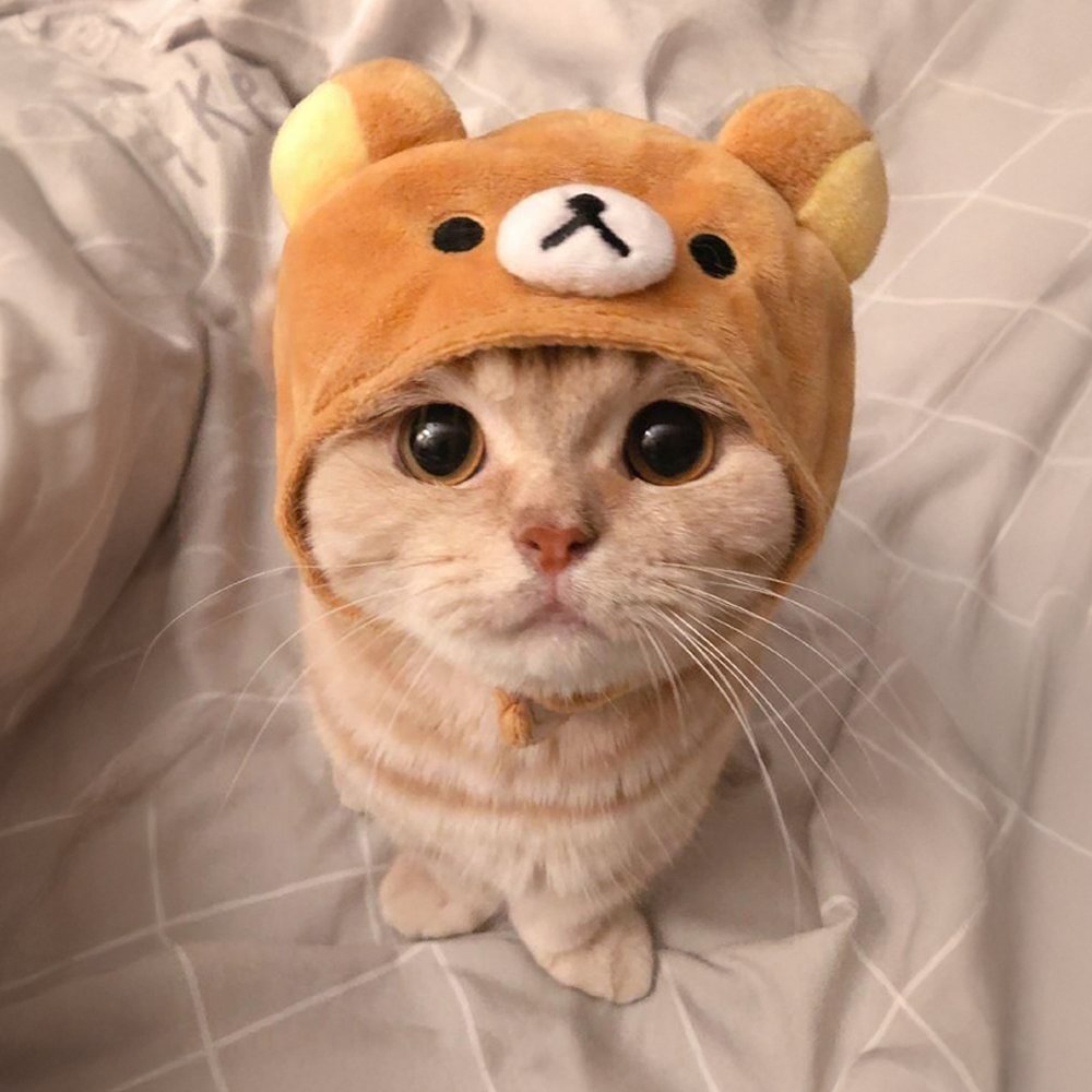 moxipnl's tweet photo. made up name with a cute lil cat, let's see how high this lil cat goes...

bUaRzmgXDWQqBUyNAgA7YzWwTKwmkETEPjLf84Upump https://t.co/4Hv7zGKalK