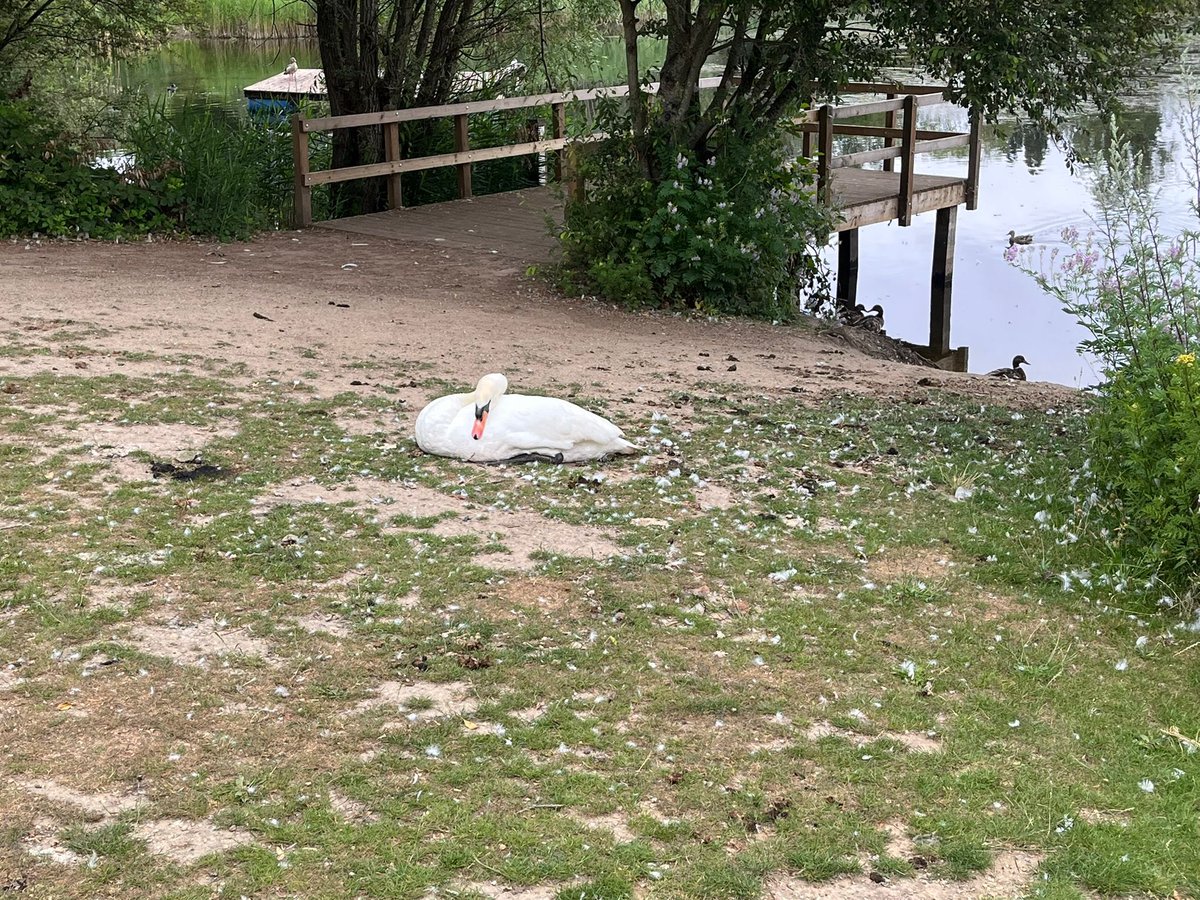 BedfontLakes parkrun tweet media