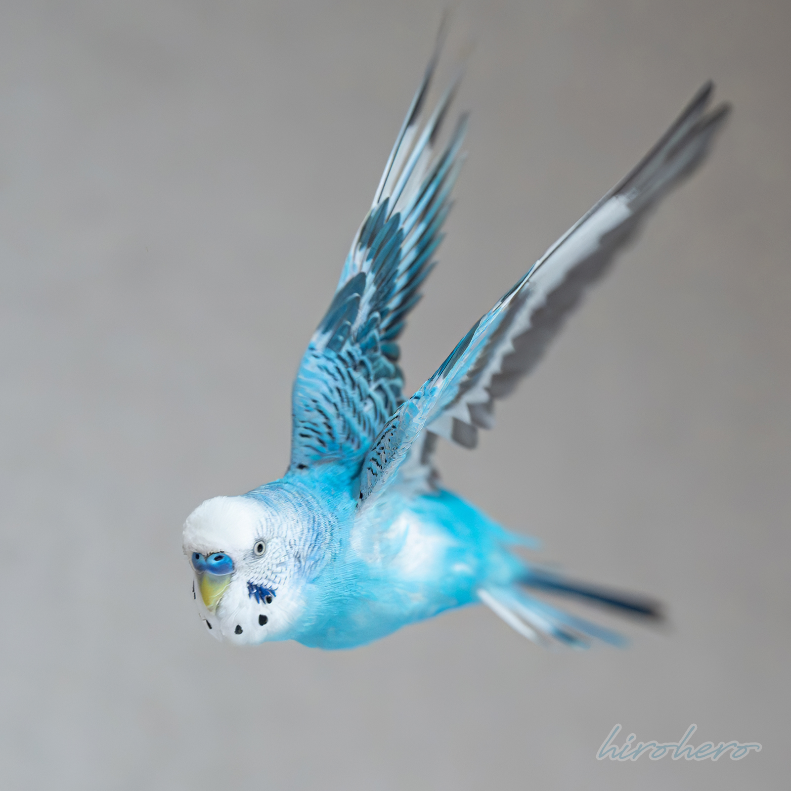 hirohero (@hirohero) / X