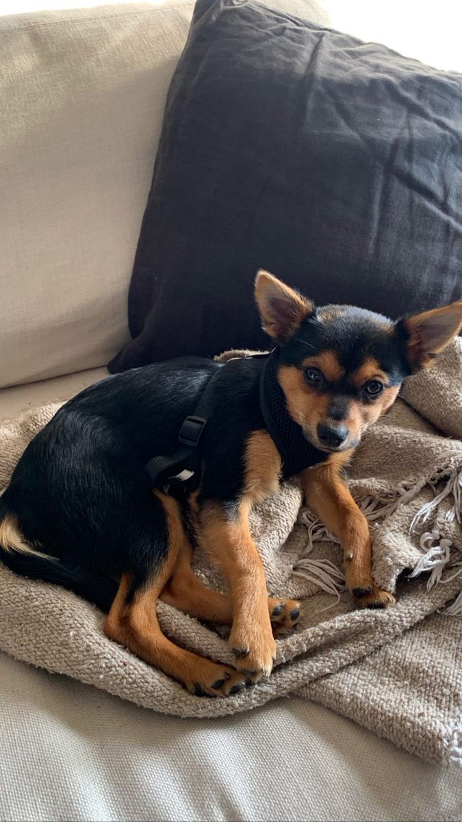 dob_history's tweet image. today in dylan o'brien history
🗓️06.28.2021
ana corrigan posted the very first pics of dylan o'brien's new dog tony on her instagram story
