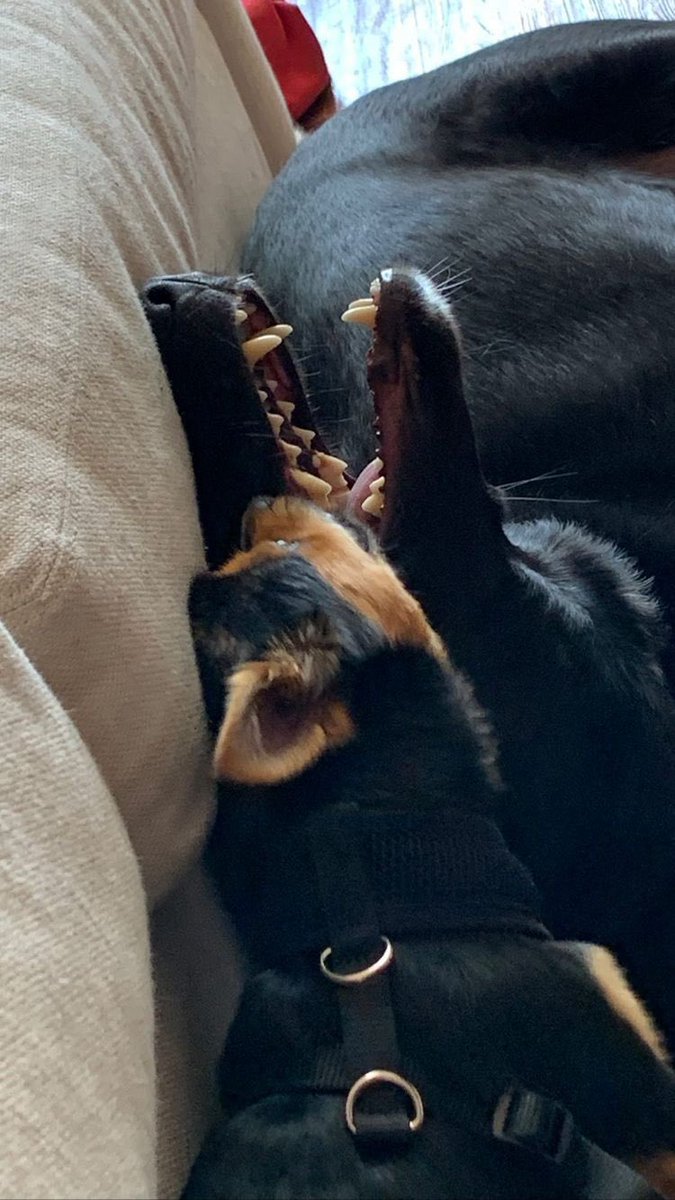 dob_history's tweet image. today in dylan o'brien history
🗓️06.28.2021
ana corrigan posted the very first pics of dylan o'brien's new dog tony on her instagram story