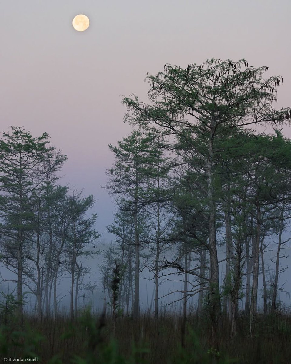 Conservation Florida (@conservation_fl) on Twitter photo Doesn't everything die at last, and too soon?
Tell me, what is it you plan to do
with your one wild & precious life?
We know what weโll be doing.
You can find us fighting for the sweet swamps and the vast prairies, and the crisp waters of our homeland.
๐ธ: <a href="/brandon_guell/">Brandon A. Gรผell</a> Doesn't everything die at last, and too soon?
Tell me, what is it you plan to do
with your one wild & precious life?
We know what weโll be doing.
You can find us fighting for the sweet swamps and the vast prairies, and the crisp waters of our homeland.
๐ธ: <a href="/brandon_guell/">Brandon A. Gรผell</a>