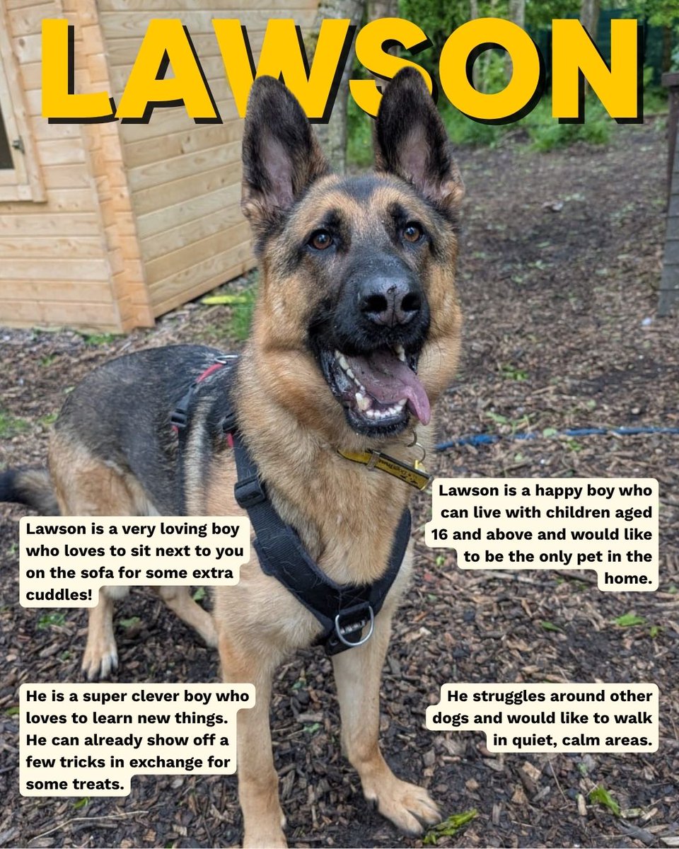DT_WestCalder's tweet image. Does Lawson sound like he could be the match for you?💛 this handsome boy is somehow still on the hunt for his forever home🥺

Add him to your favourites today!👉 bitly.cx/0SmQx

#DogsTrust
#AdoptDontShop
#ADogIsForLife