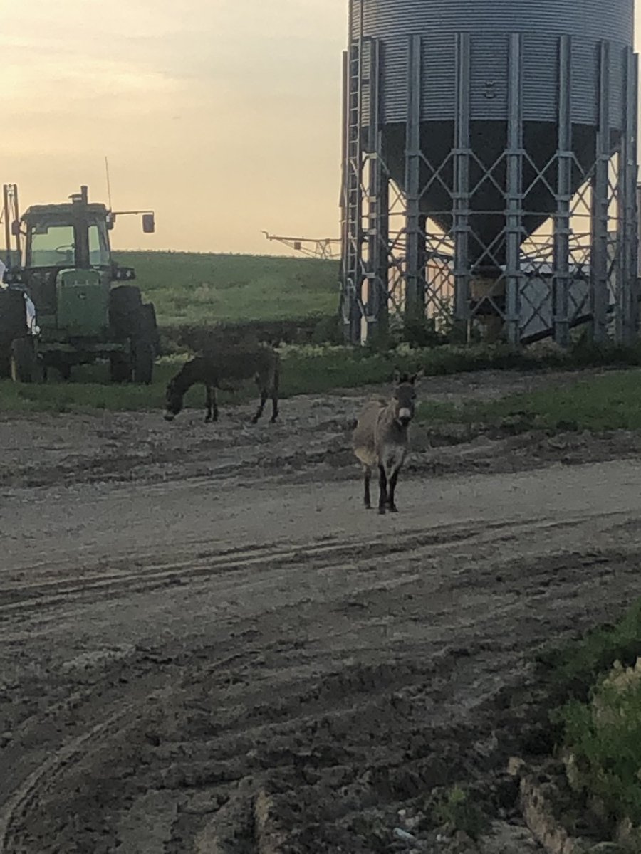 It can always be interesting what I find when I get to the feedyard, first time I’ve  found donkeys on the loose, apparently there was a jailbreak at the neighbors last night.