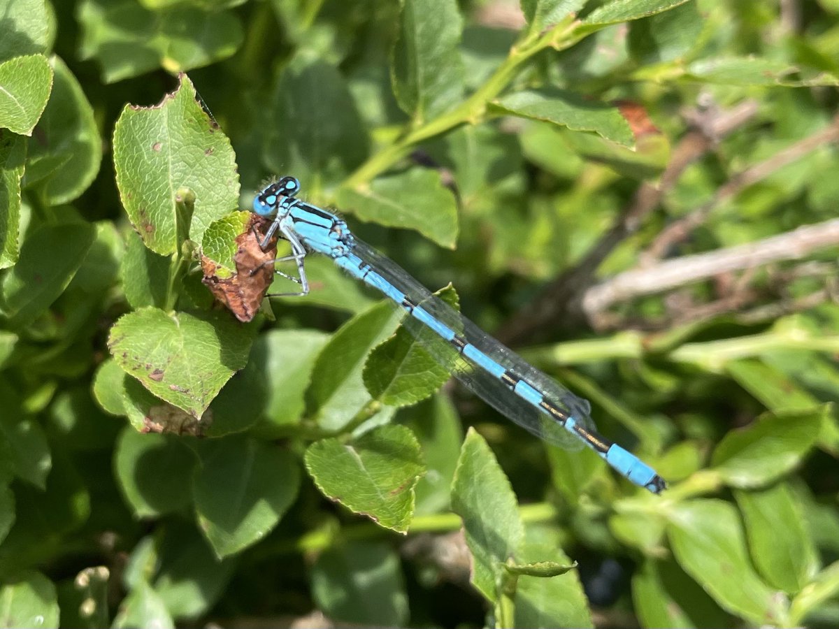 W82Matt's tweet image. Thurlstone Quarry. Ringet, Skippers, Small Tortoiseshells, meadow Browns, Large and Small whites, Small Heath along with Cinnabar caterpillars and Damselflies. @savebutterflies @BNAscience @barnsley_nats