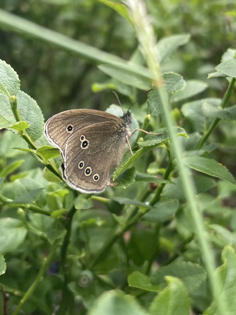 W82Matt's tweet image. Thurlstone Quarry. Ringet, Skippers, Small Tortoiseshells, meadow Browns, Large and Small whites, Small Heath along with Cinnabar caterpillars and Damselflies. @savebutterflies @BNAscience @barnsley_nats