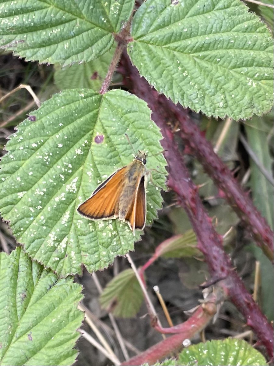 W82Matt's tweet image. Thurlstone Quarry. Ringet, Skippers, Small Tortoiseshells, meadow Browns, Large and Small whites, Small Heath along with Cinnabar caterpillars and Damselflies. @savebutterflies @BNAscience @barnsley_nats