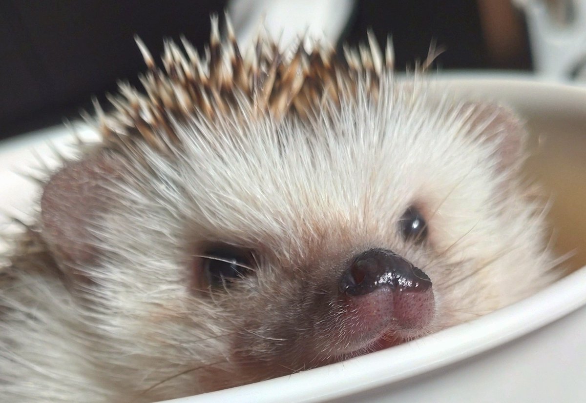 毛針の一本まで鮮明な王🦔🔍️