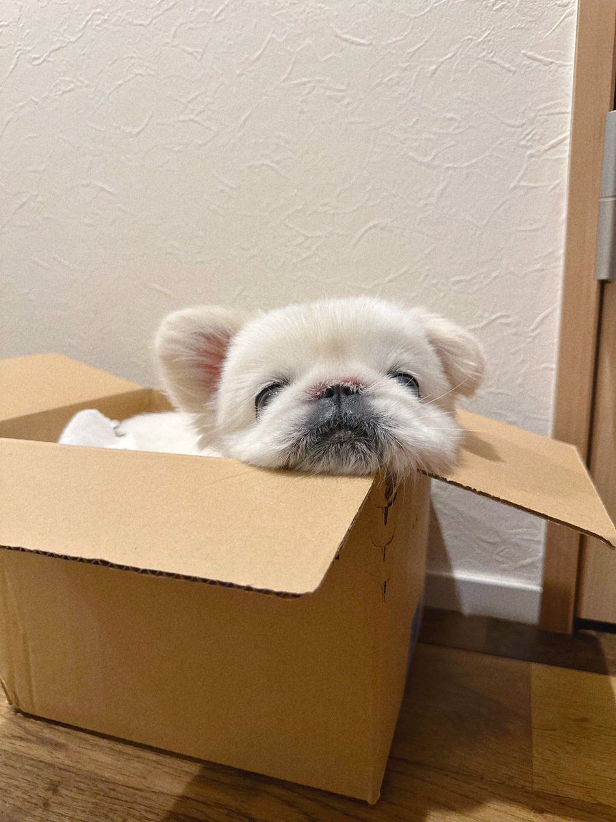toufukun_pe's tweet image. とうふくんの箱詰め🐻❄️➡︎📦
※自ら入りました
#箱詰め
#とうふくん #ペキニーズ #pekingese #페키니즈