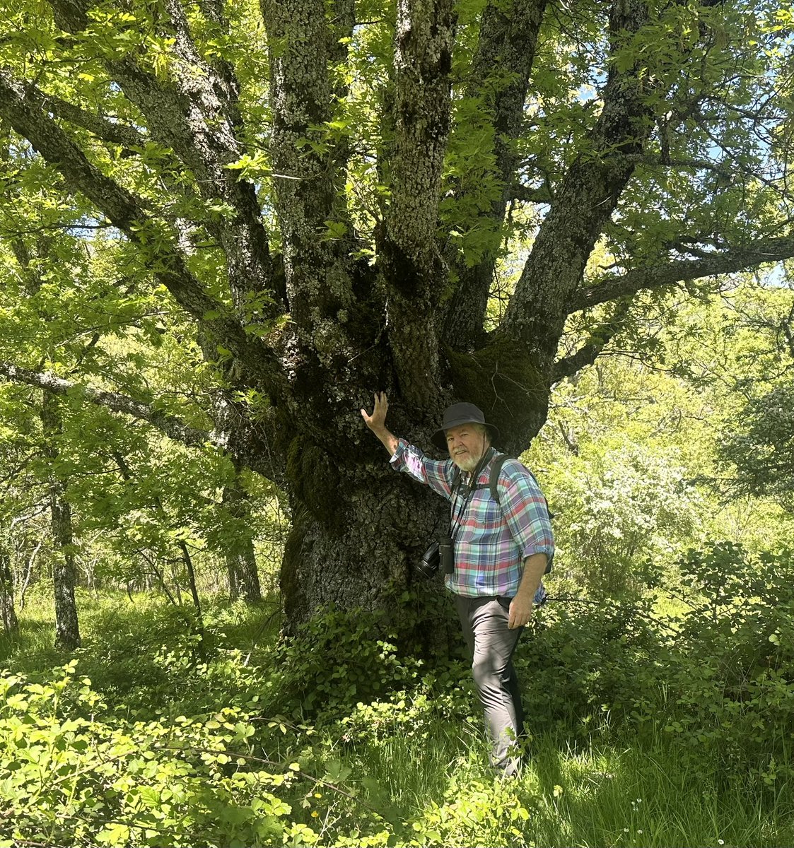En plena ola de calor celebramos el  #DíaMundialDelÁrbol para recordar que los árboles nos dan cobijo, frescor, humedad y abrigo. Son el mejor refugio climático posible, en especial en las ciudades. #NoALaTala