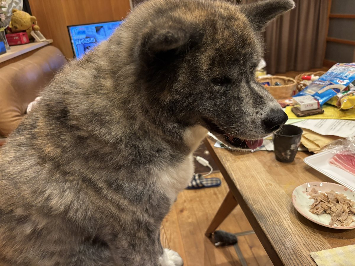 今日も帰宅して、ゆずちゃんお出迎えからの夕方散歩徘徊です🐕田んぼコース徘徊🚶‍♂️からの晩酌タイムです🍺今日のアテは🍶お好み焼きです😋定番の広島です😁一枚ずつ焼いてから母ちゃんと半分こしてカープソースで頂きました😋ゆずちゃんスタンバって来たんでゆずちゃんには豚バラを焼いてお裾分けです🐶