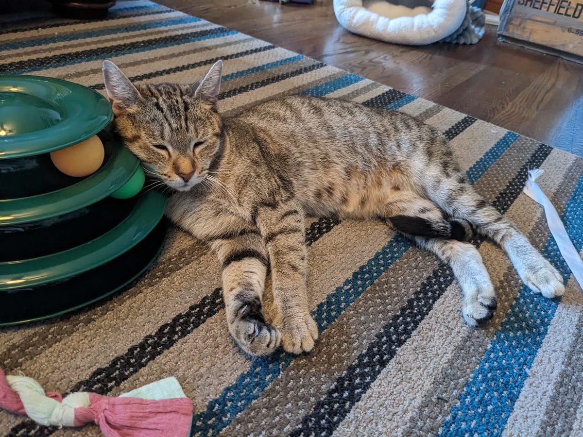 OPH_Rescue's tweet image. Happy Caturday! Pretty little 2 year old Dulce is looking for a home with some Zen. She has playful bursts, especially when the laser pointer or catnip are involved, but she also enjoys lounging in peace! new.shelterluv.com/embed/animal/O…