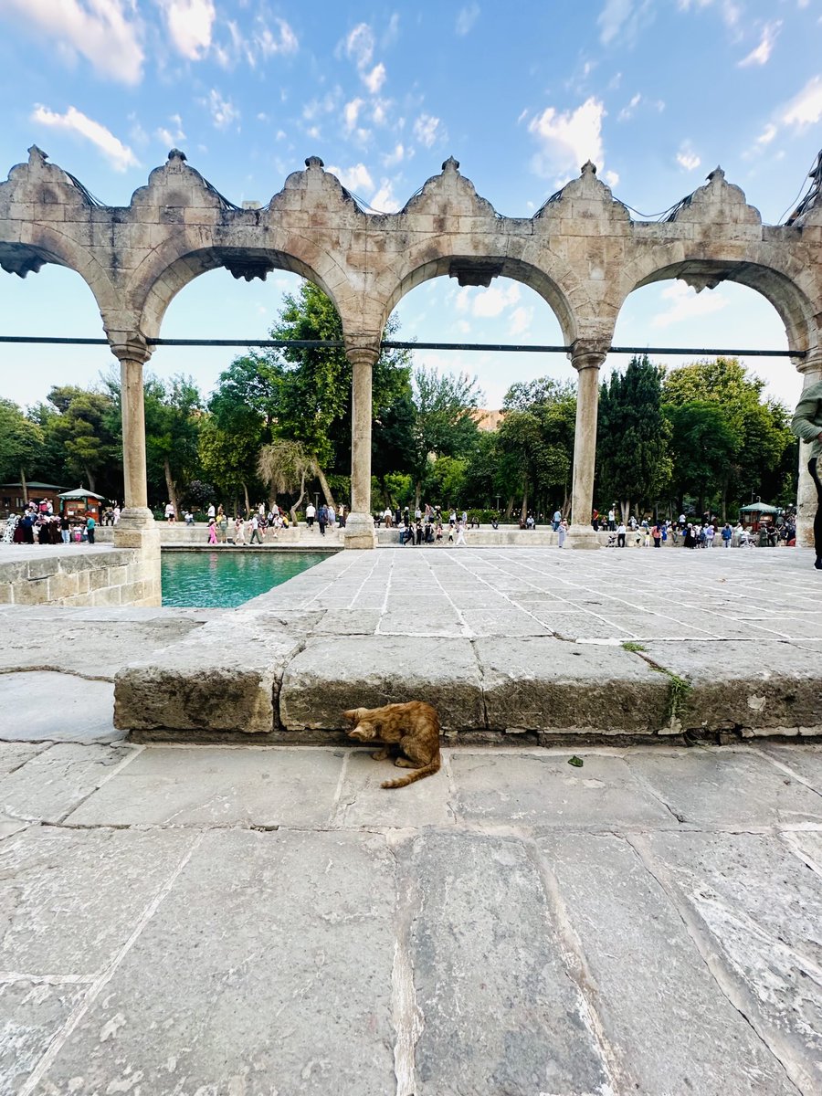 #Caturday #Türkiye #ancient #cities #Sanliurfa 😻