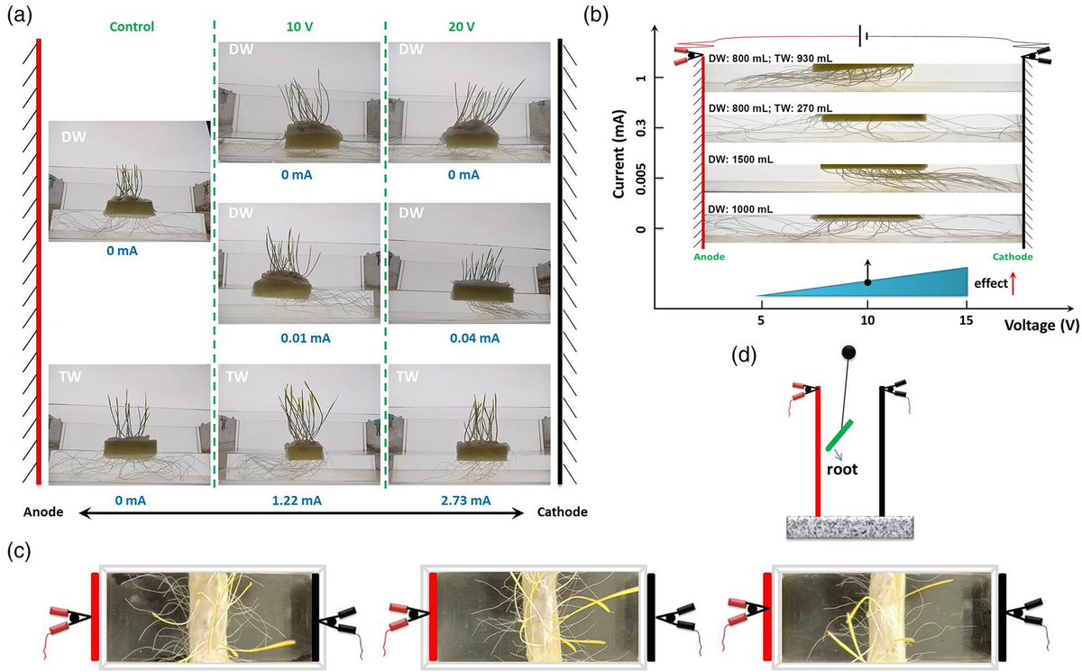 DsouzaAjwal's tweet image. Roots like it electric: wheat roots are attracted to electric fields
@ThePlantJournal
doi.org/10.1111/tpj.70…
