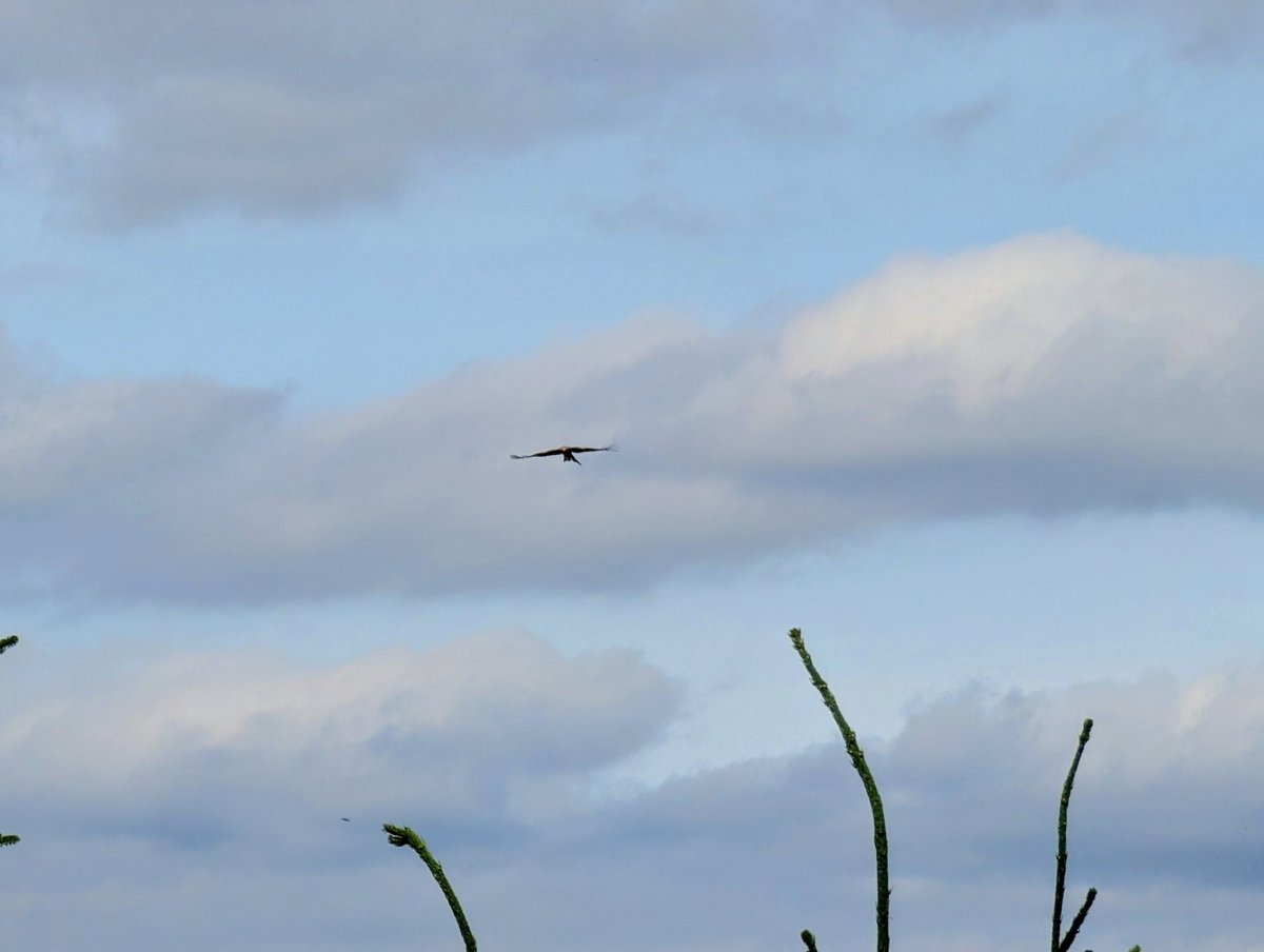 Gar nicht leicht den Roten Milan zu fotografieren. Stark gezoomt, sehe ich ihn nicht mehr. Wenig gezoomt, sieht man ihn schlecht.