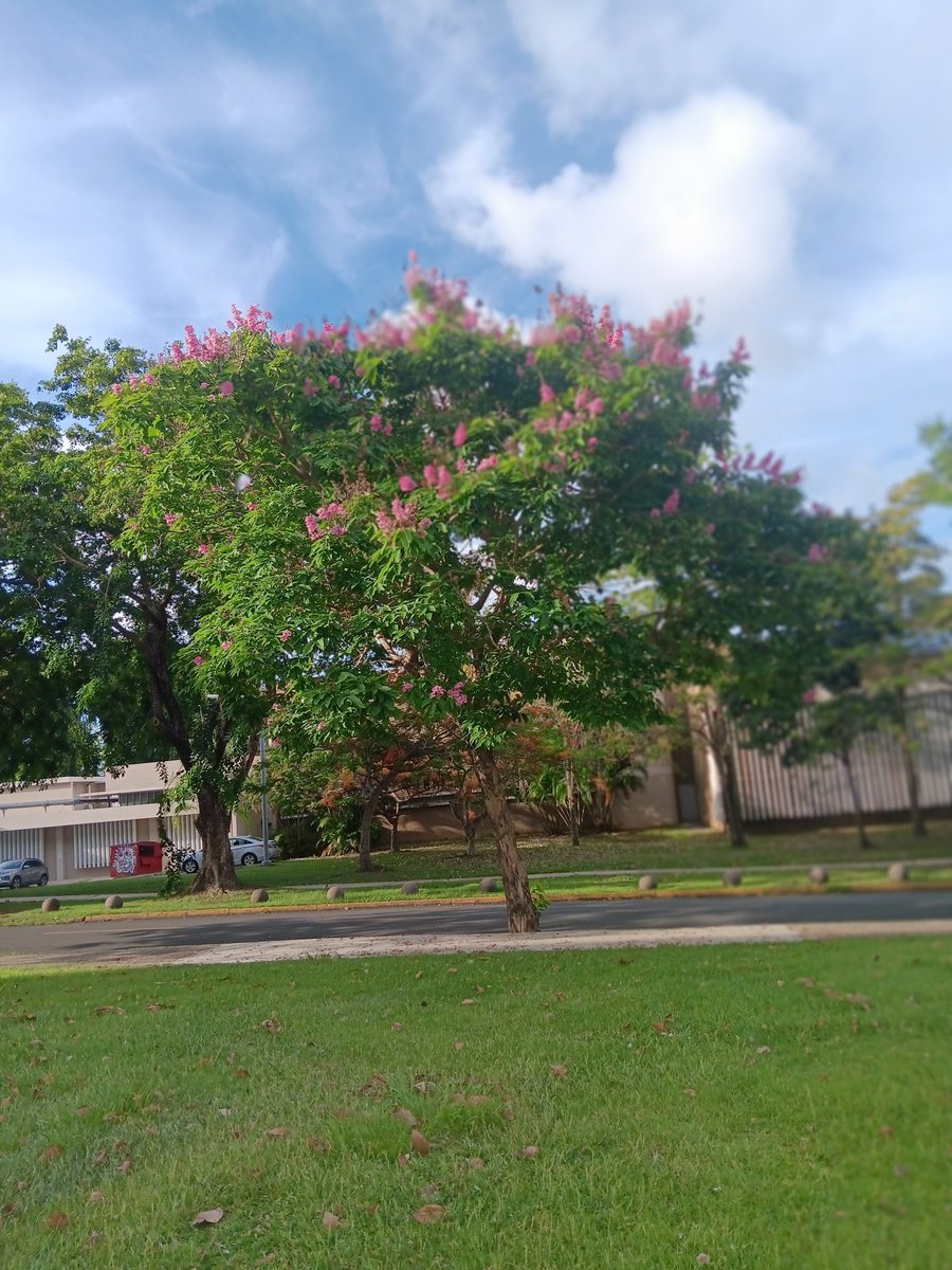 DanielCancel16's tweet image. Verano en Puerto Rico desde el Recinto De Río Piedras de la Universidad de Puerto Rico. 👈👍👍👍👍👍✌️✌️✌️✌️✌️🙂🙂🤔🤔🇵🇷🌎☀️