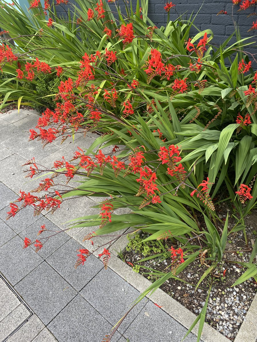 Your montbretia is BANGIN’  <a href="/CoolockLibrary/">Coolock Library</a> <a href="/dubcilib/">Dublin City Libraries</a>