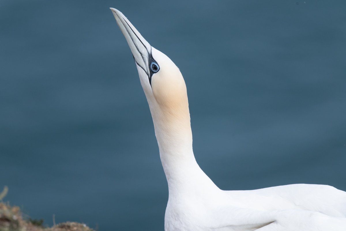 Ian Philip Misselbrook tweet media