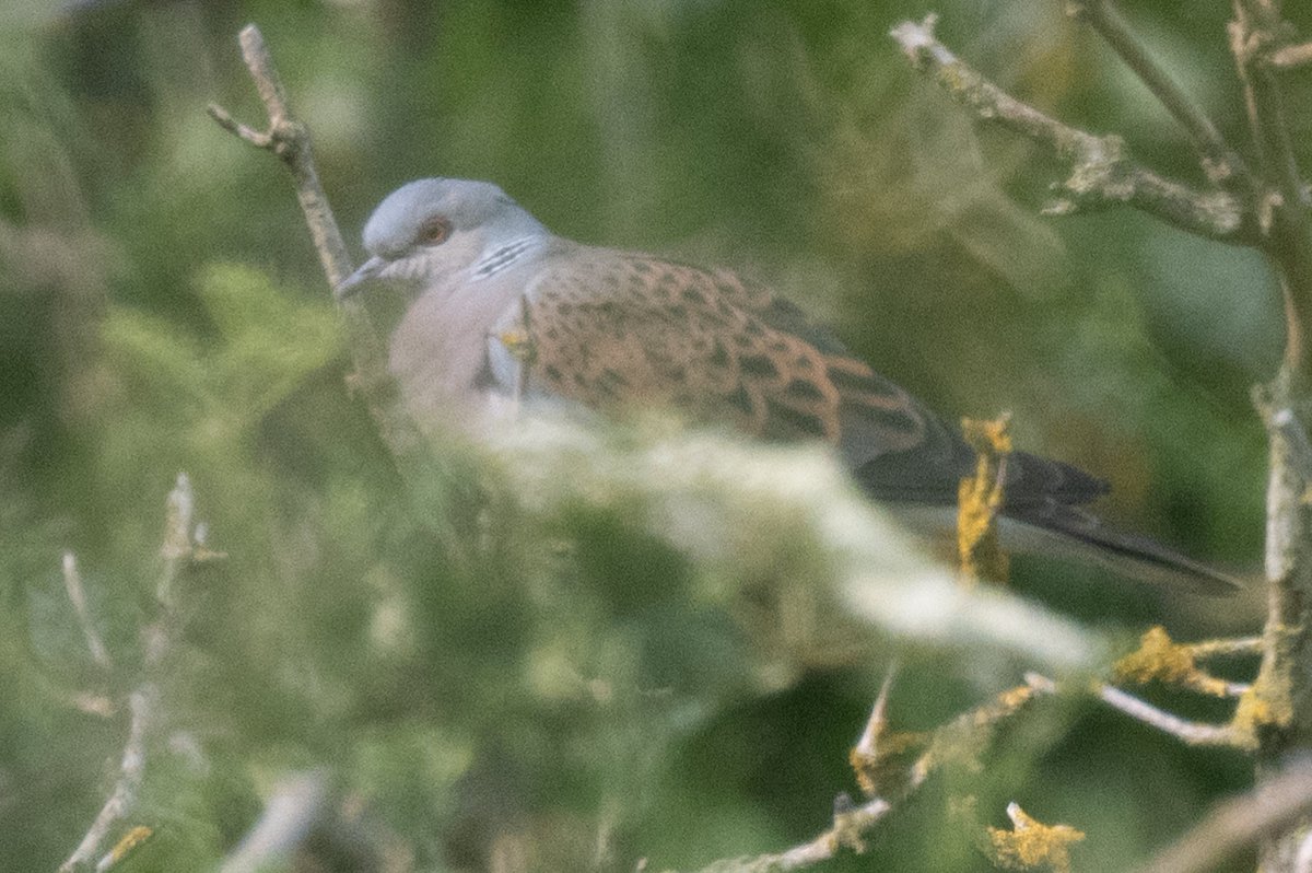 Ian Philip Misselbrook tweet media