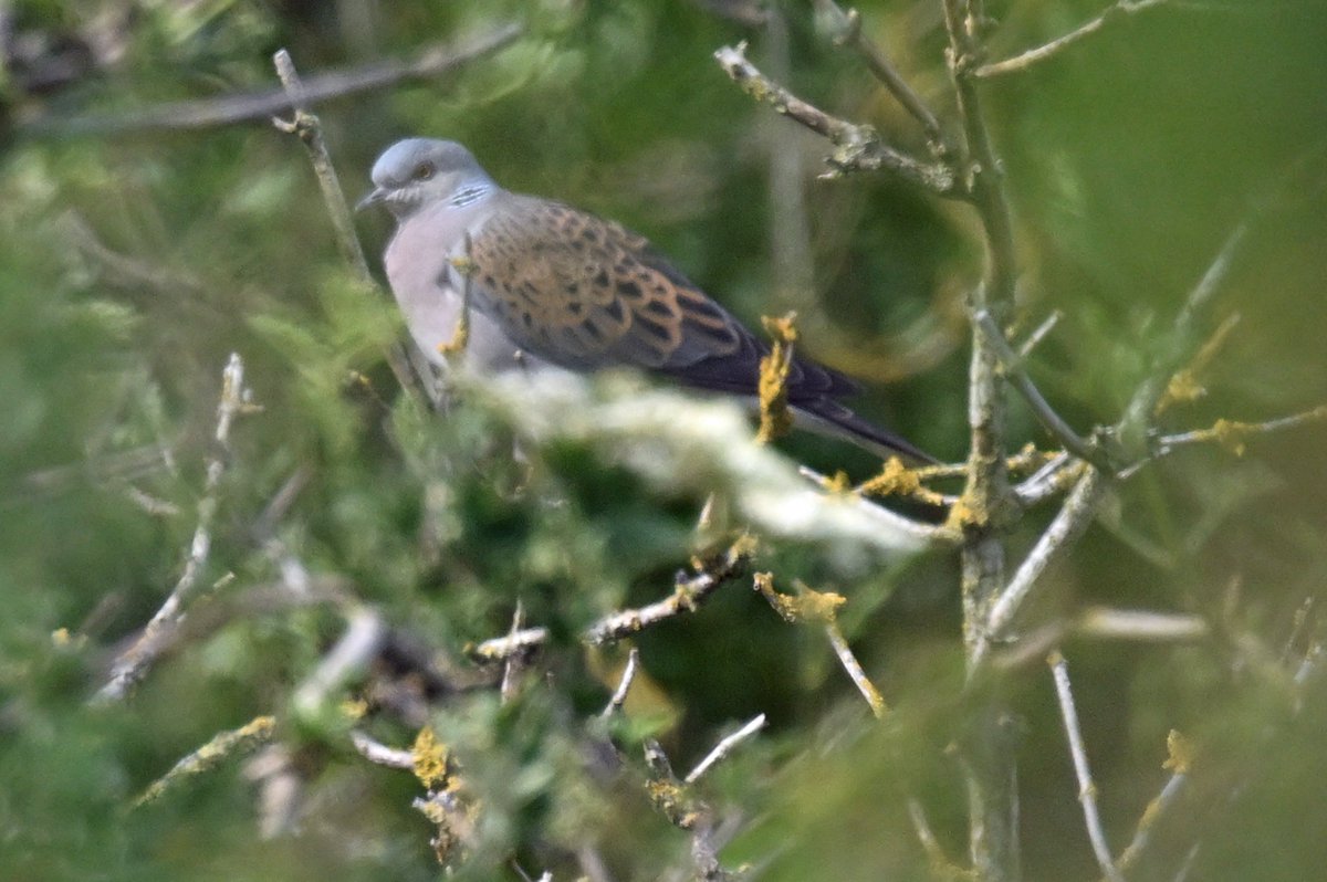 Ian Philip Misselbrook tweet media