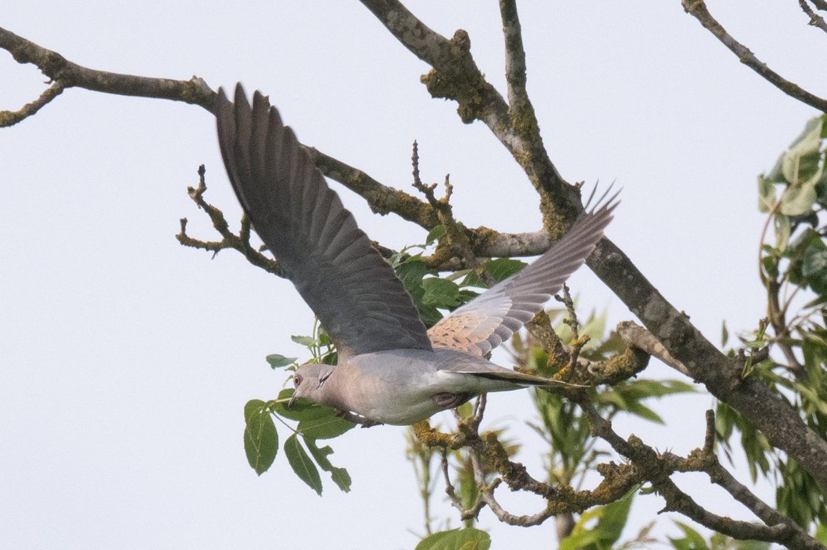 Ian Philip Misselbrook tweet media