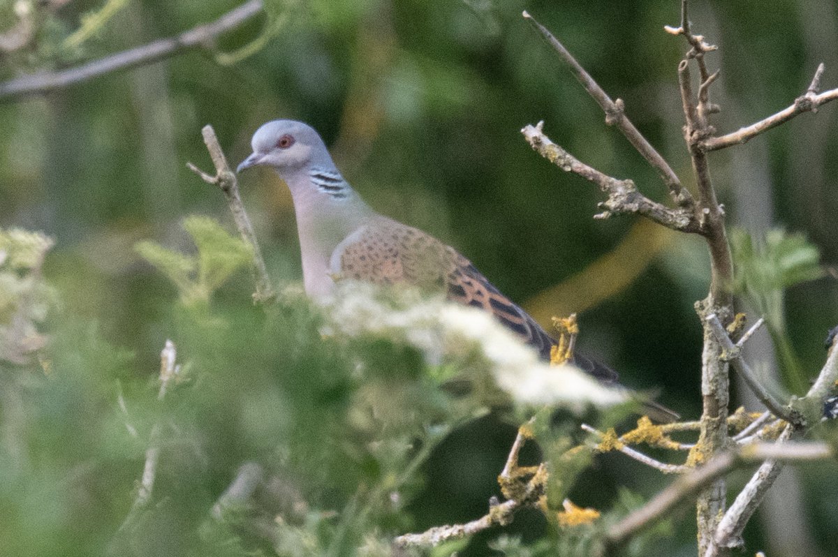 Ian Philip Misselbrook tweet media