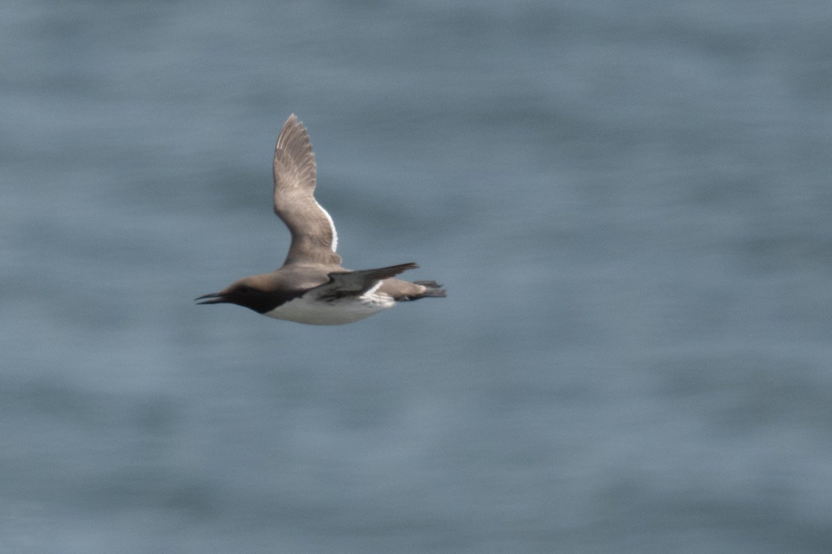 Ian Philip Misselbrook tweet media