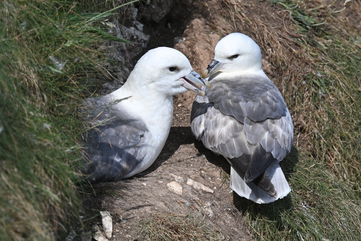 Ian Philip Misselbrook tweet media