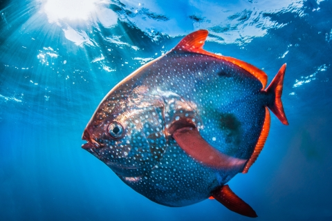 bnsimo2017's tweet image. Opah.xyz is available now 

#opah #fishing #DomainForSale