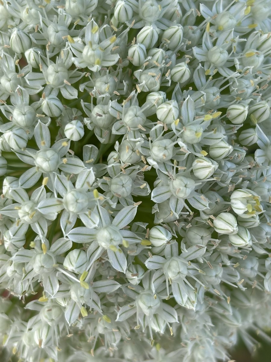 This the flower of an #onion.
Yes, the amazing flower of a humble onion!

Billions of people eat onions. A handful has ever seen a flower. Many don’t even think an onion has flowers..

This how disconnected from #nature and our #food many of us have become.

Reconnect!