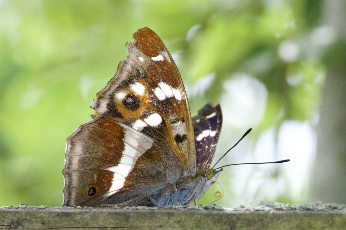 Purple Emperor showed well at Abberton today, unlike the Norfolk Hawker which refused to pose for photos.