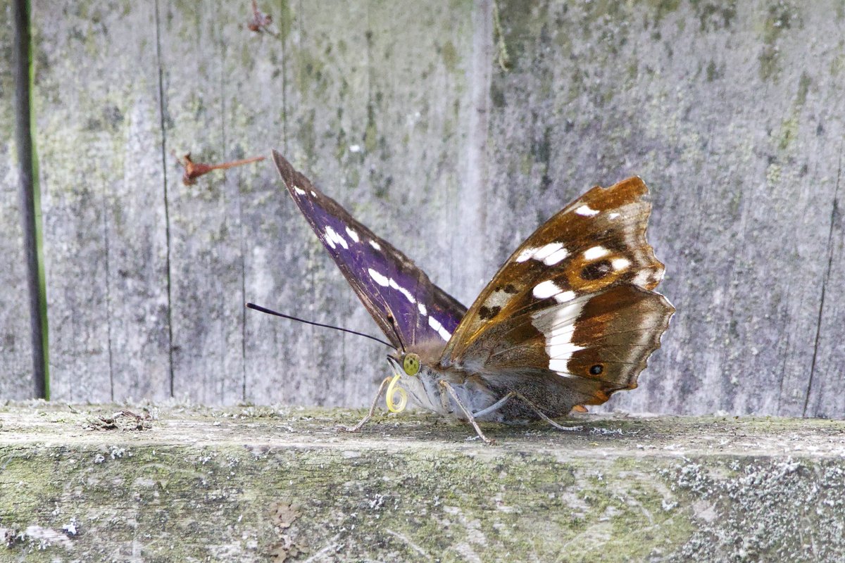 Glen Moore tweet media