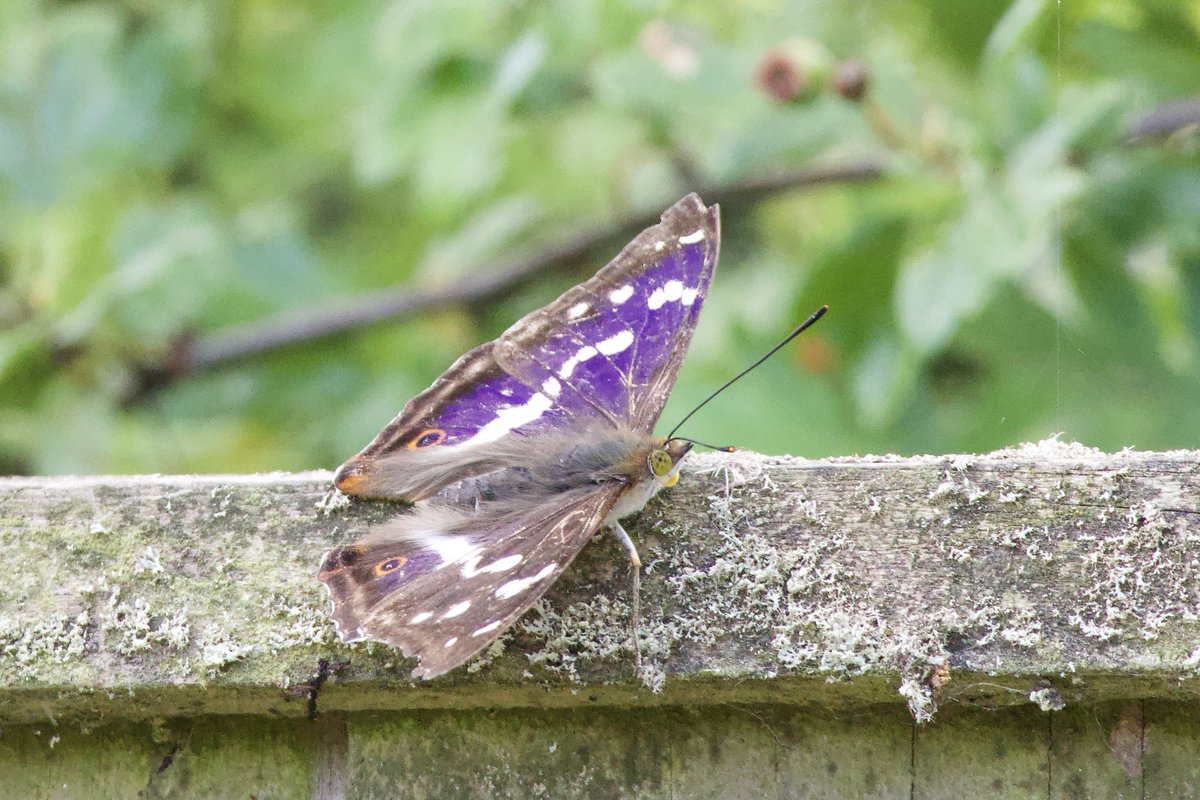 Glen Moore tweet media