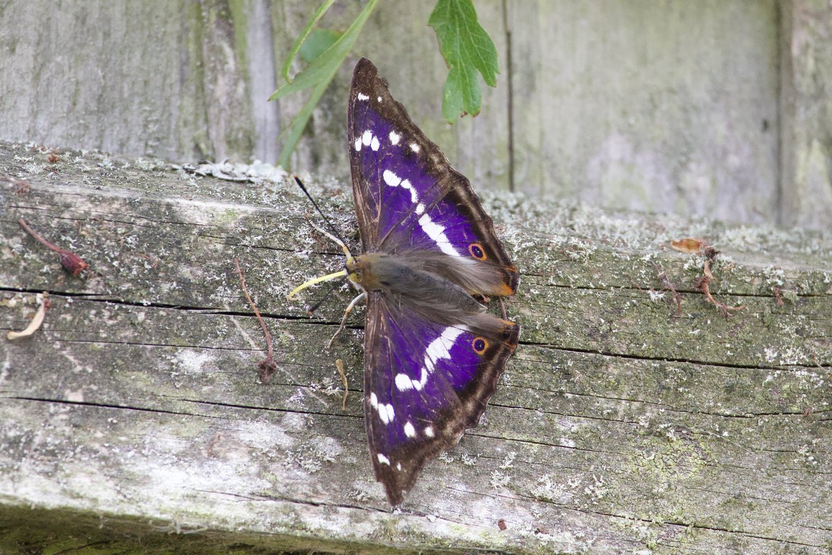 Glen Moore tweet media