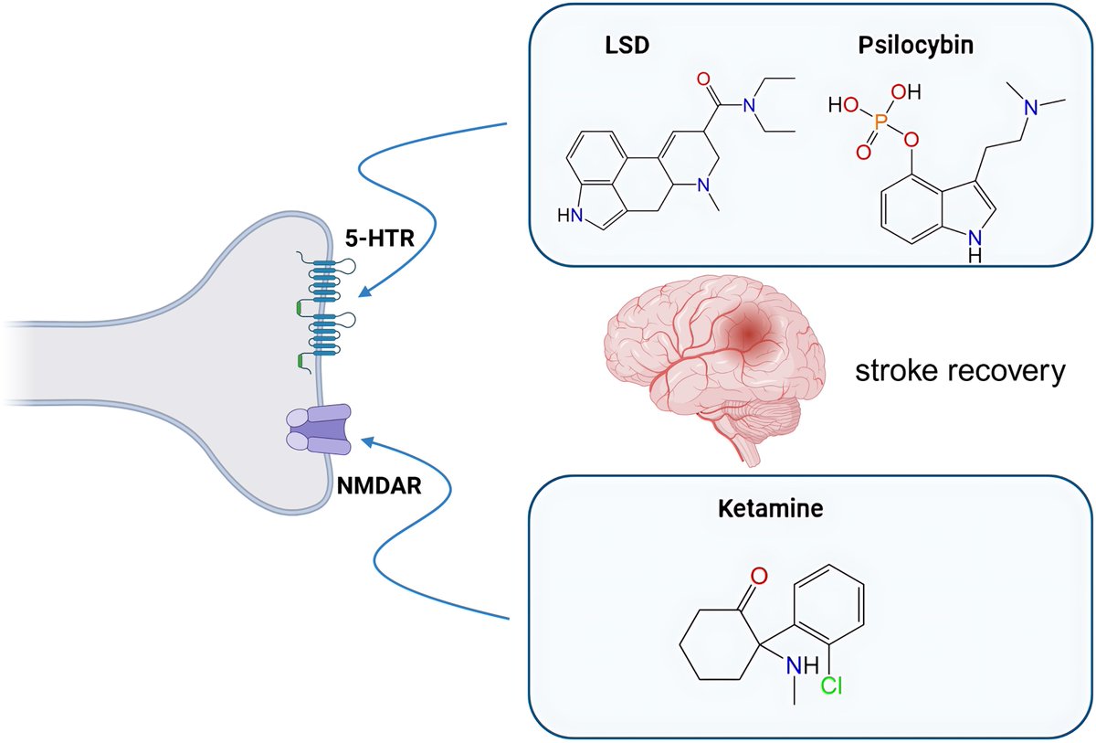 Brain1878's tweet image. Yang et al. propose that psychedelics hold untapped potential for improving stroke recovery through their ability to modulate neuroplasticity, reduce neuroinflammation, and enhance cognitive and psychological resilience. tinyurl.com/mzcvjyn
