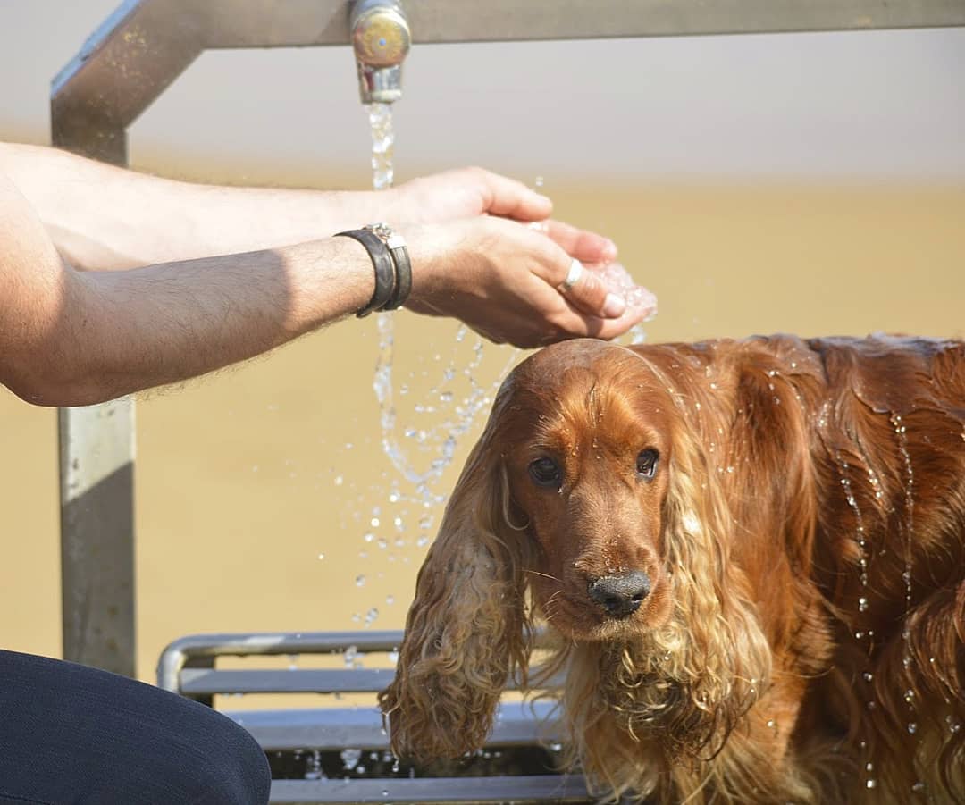 Intervenimos al dejar su dueño el perro atado en una farola a pleno sol para hacer una gestión 🤦.

Estamos en plena #OlaDeCalor, y no te va a pedir agua, ni que le lleves por la sombra. Cuídalo. #NoLeFalles