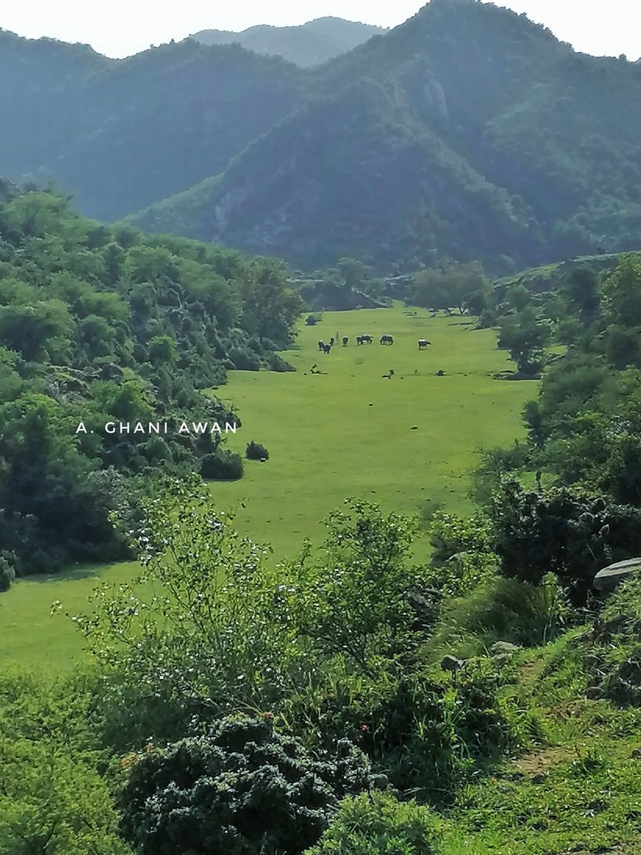 HasanMS_10016's tweet photo. Gosər meadow Salt-Range, #Pakistan < *gōsarī 'cattle path' #Pothwar https://t.co/0DjnX8q9c6