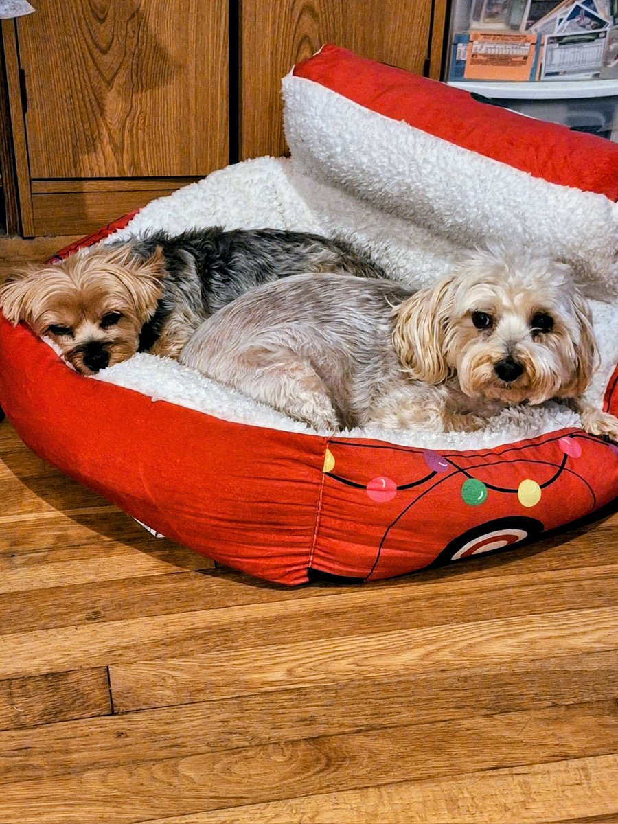 Doing some work from home on The Zone preseason football magazine. Getting lots of help from these North American Biscuit Hounds.