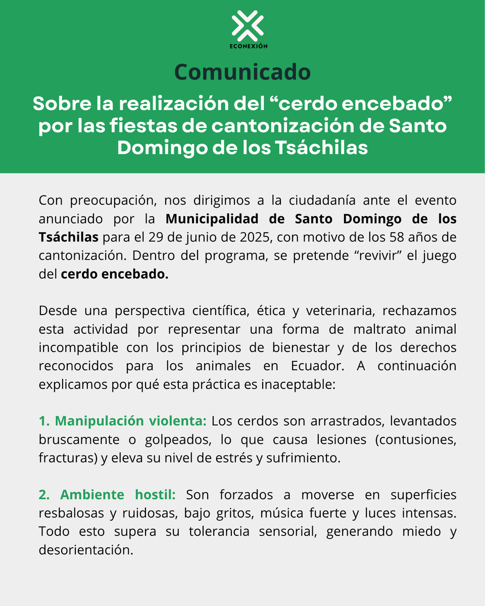 EconexionFund's tweet photo. El @GADsantodomingo está promoviendo, como parte de sus fiestas de cantonización, el uso de animales de granja con fines de entretenimiento. Sin embargo, la ciencia ha comprobado que eventos como el "cerdo encebado" menoscaban su bienestar y no fomentan una cultura de respeto 🧵 https://t.co/f44tinSvy6
