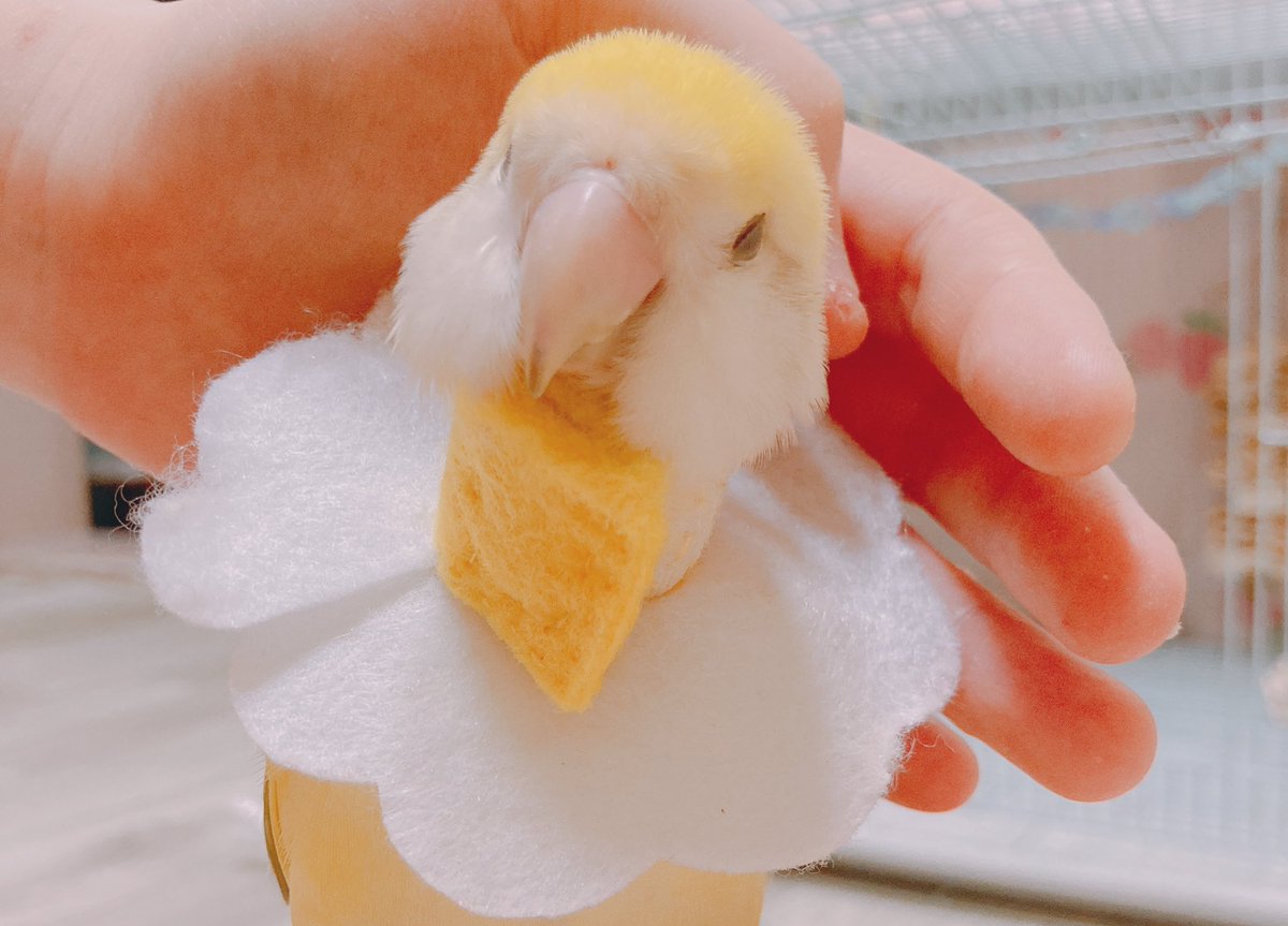 mynanarei's tweet photo. 우리레이 열심히 깃털 키우고잇는 중!! 
풍성해지는 그날까지. 화이팅 https://t.co/FpEE4CoFfA