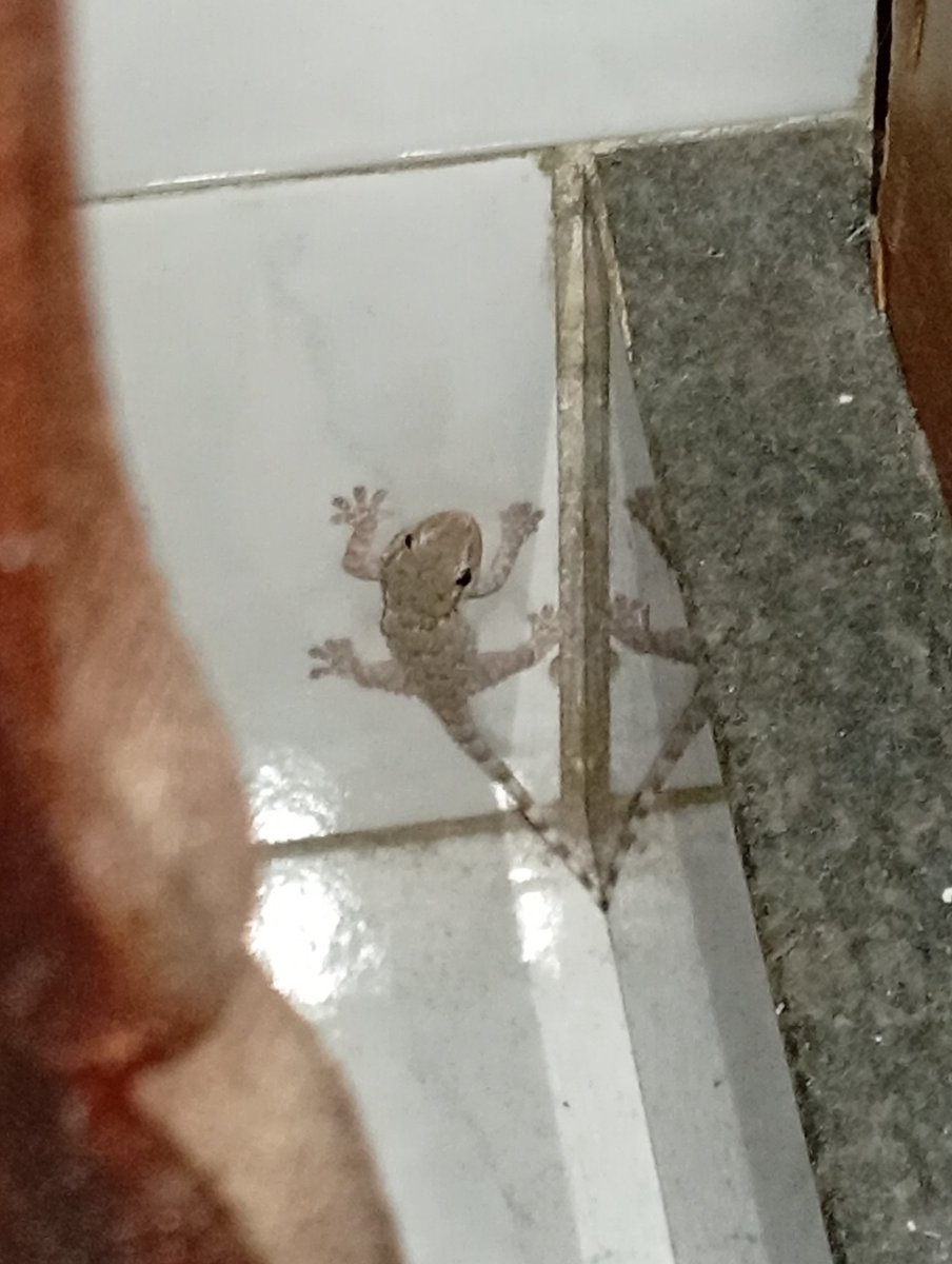 fabiomasi_3's tweet image. Guarda chi c'è! Porterà fortuna?🦎😂